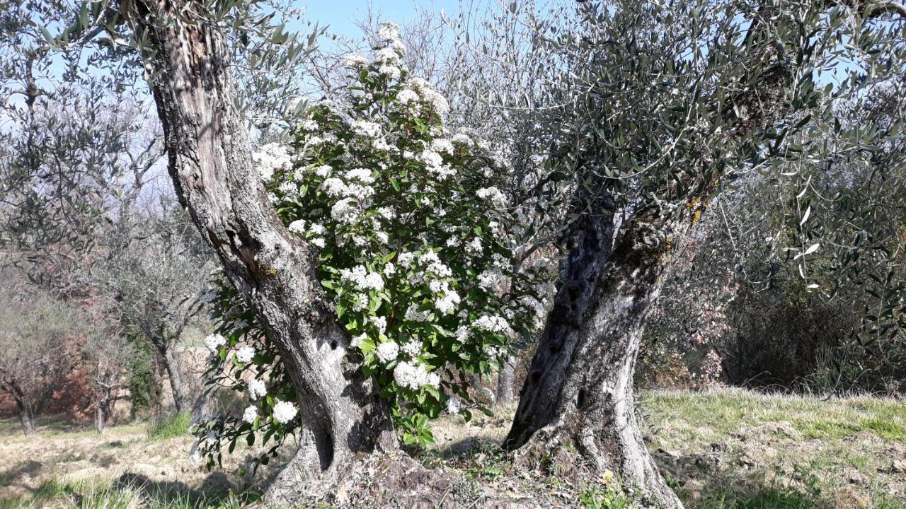 Tenuta Colverano Монтефалько Экстерьер фото